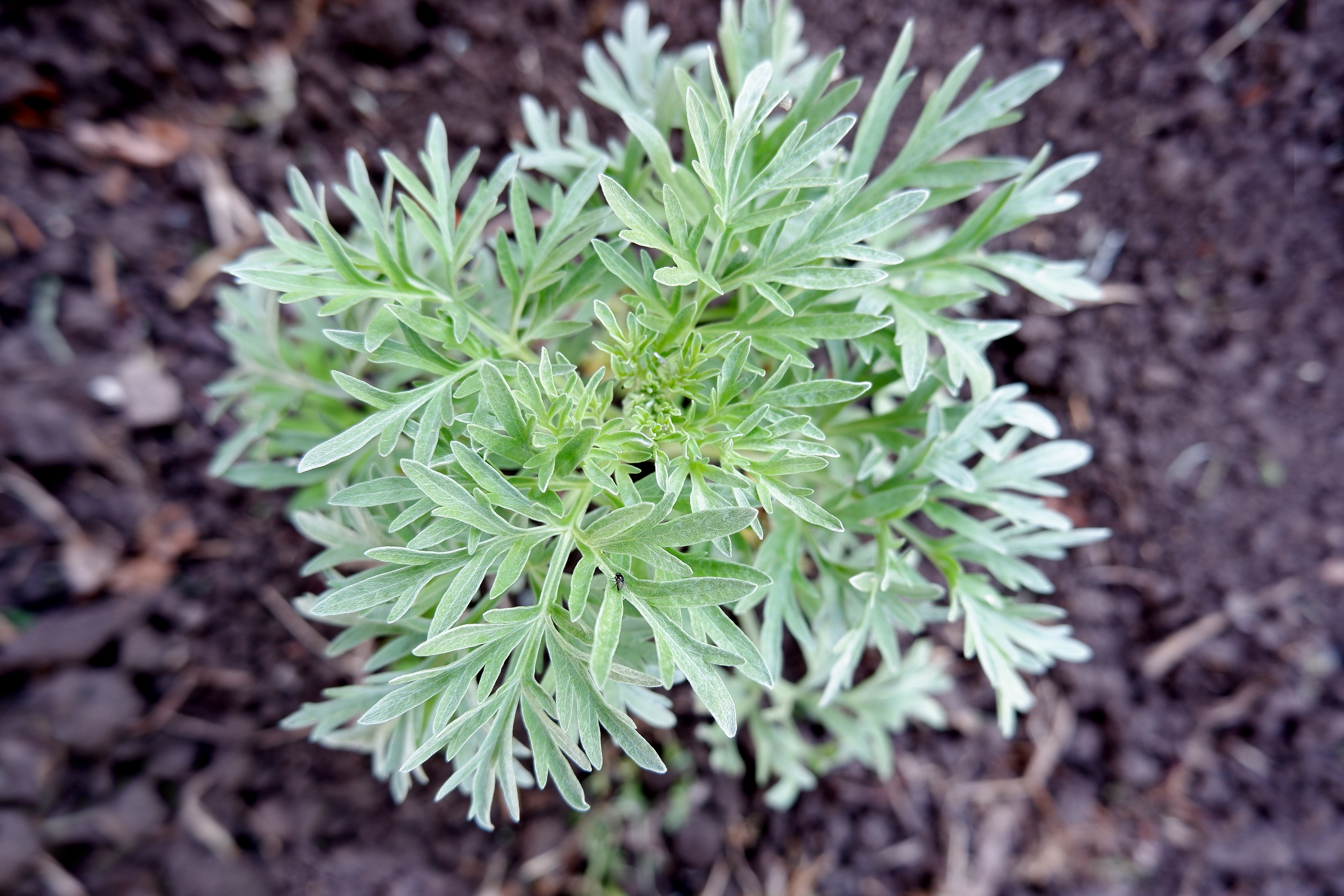 Davana Oil
