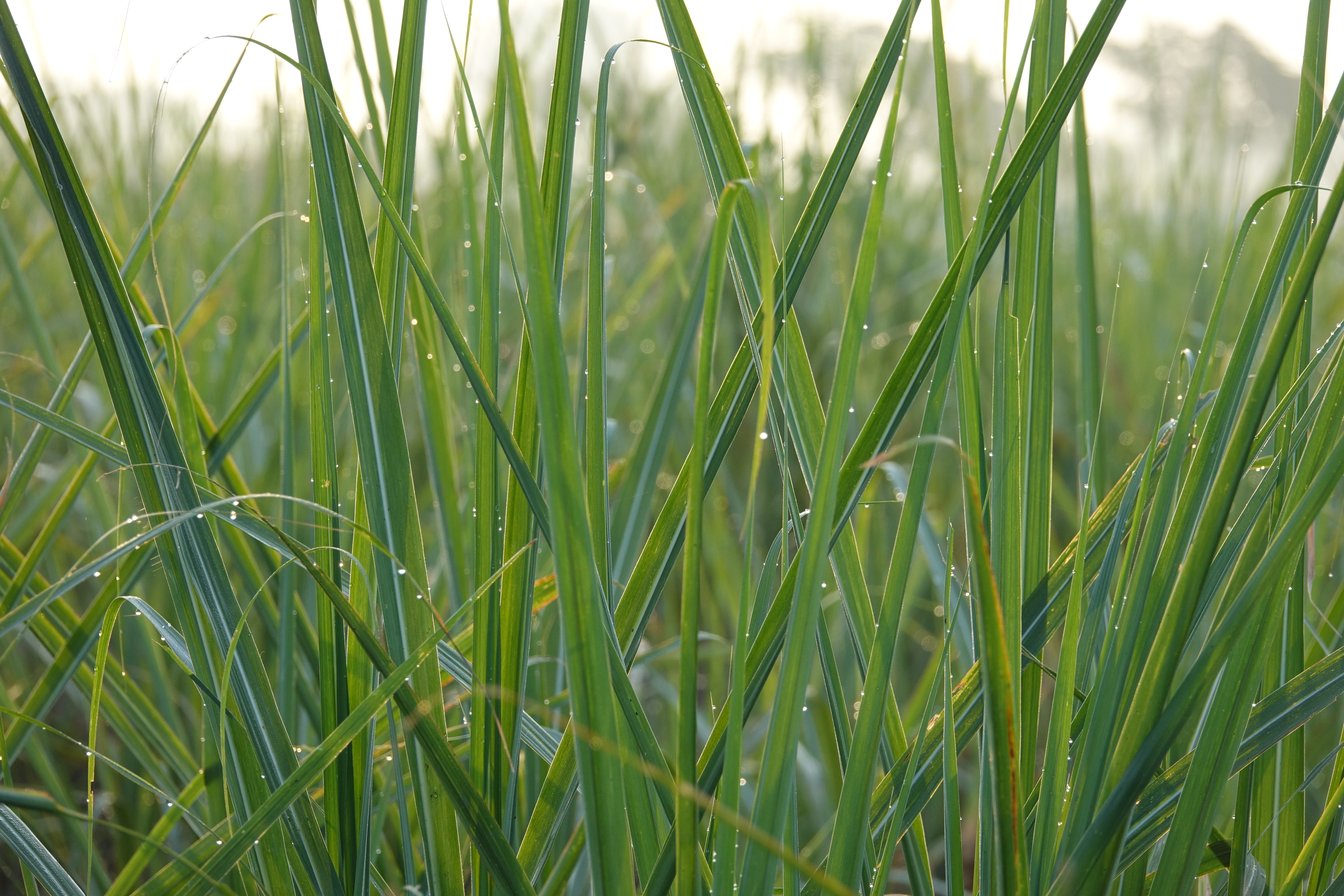 Lemongrass Oil