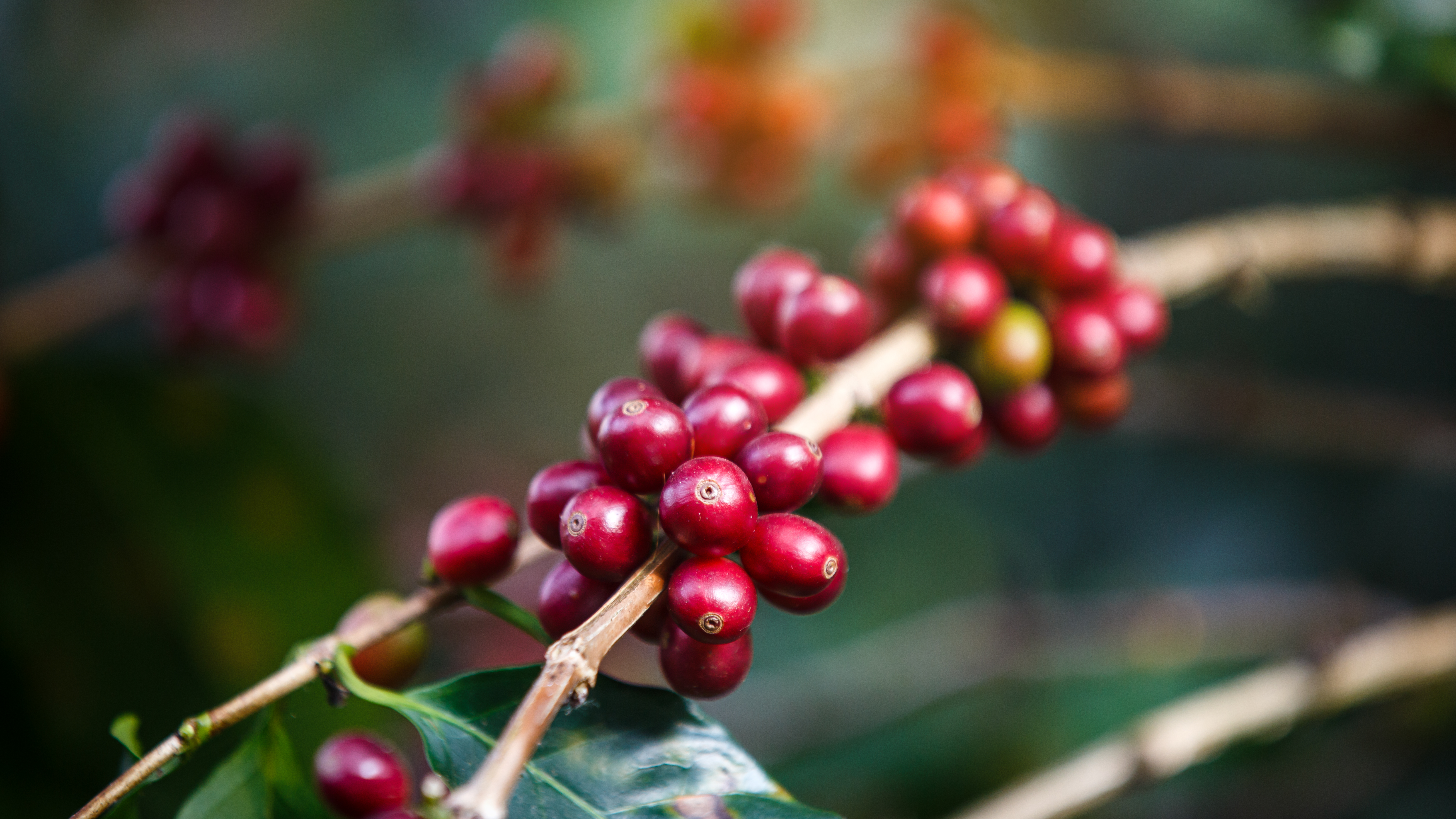 Natural Caffeine