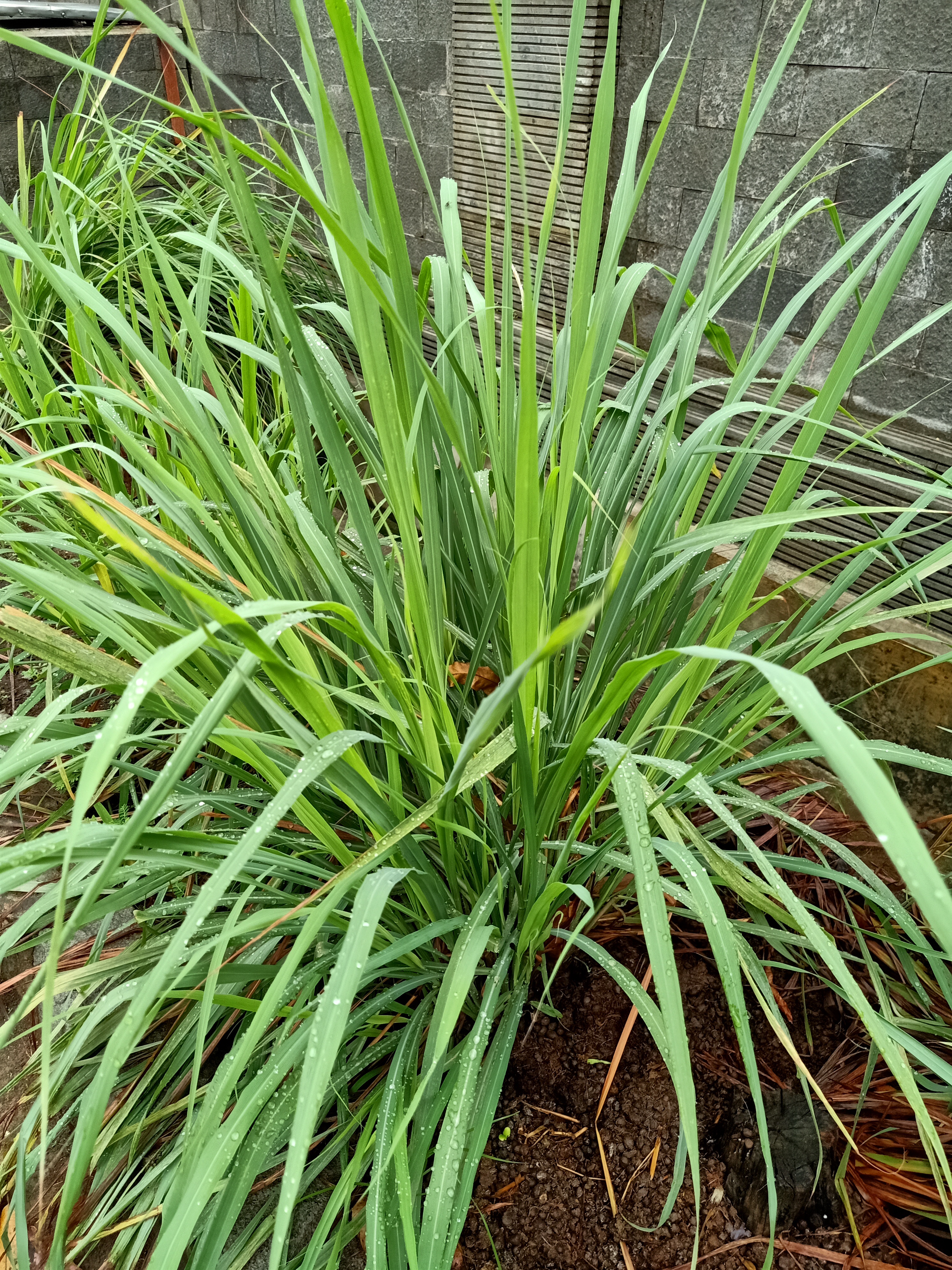 Palmarosa Oil
